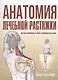 Анатомия лечебной растяжки: быстрое избавление от боли и профилактика травм - фото 1