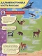 АТЛАС ЖИВОТНЫХ мат.ламин, выбор.лак, офсет 217х280 - фото 4