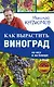 Как вырастить виноград на Юге и на Севере - фото 1