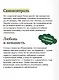 Привязанность, сепарация и психоанализ: избранные работы - фото 7