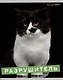 Тетрадь А5 96л кл. "Характер котика" скрепка, мелов.картон, глянц.ламинация, термопленка, офсет, 5 видов - фото 3