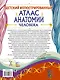 Детский иллюстрированный атлас анатомии человека - фото 2