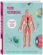 Тело человека. Интерактивный атлас по анатомии с вырубкой. Разбери свое тело на 6 систем. Слой за слоем - фото 3