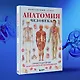 Анатомия человека. Популярный атлас. Самые подробные анатомические изображения - фото 10