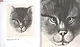 Cats - фото 5
