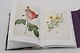 Redoute. Book of Flowers: 40th Anniversary Edition - фото 5