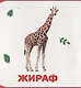 Дикие животные - фото 3