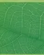 Тетрадь общая «Green mix» в ассортименте, 48 листов в клетку, A5 - Listoff - фото 5