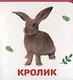 Домашние животные - фото 4