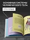 Популярный атлас анатомии человека. Анатомия Грея. 200 классических иллюстраций - фото 6