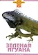 Зеленая игуана - фото 1
