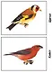 Птицы, обитающие на территории нашей страны. Демонстрационный материал для занятий в группах детских садов и индивидуально - фото 2
