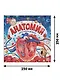 Анатомия. Книжка-панорамка - фото 7