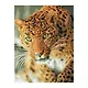 Алмазная мозаика Три Совы "Леопард", 40 х 50 см, холст на деревянном подрамнике - фото 1