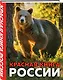 Красная книга России. 3-е издание. Стерео-варио - фото 3