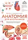 Анатомия для школьников. Пособие для учеников химико-биологических классов и абитуриентов естественно-научных направлений - фото 1