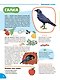 Я познаю мир. Птицы. Познавательная книга для детей 4-8 лет - фото 7