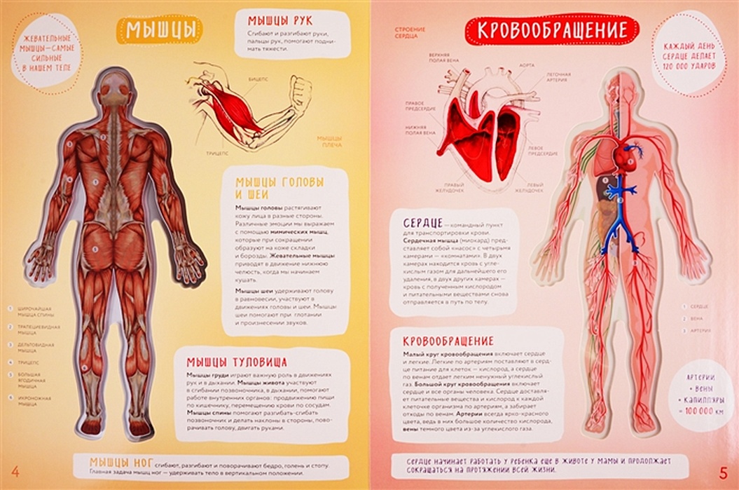 Атлас Тело Человека Купить