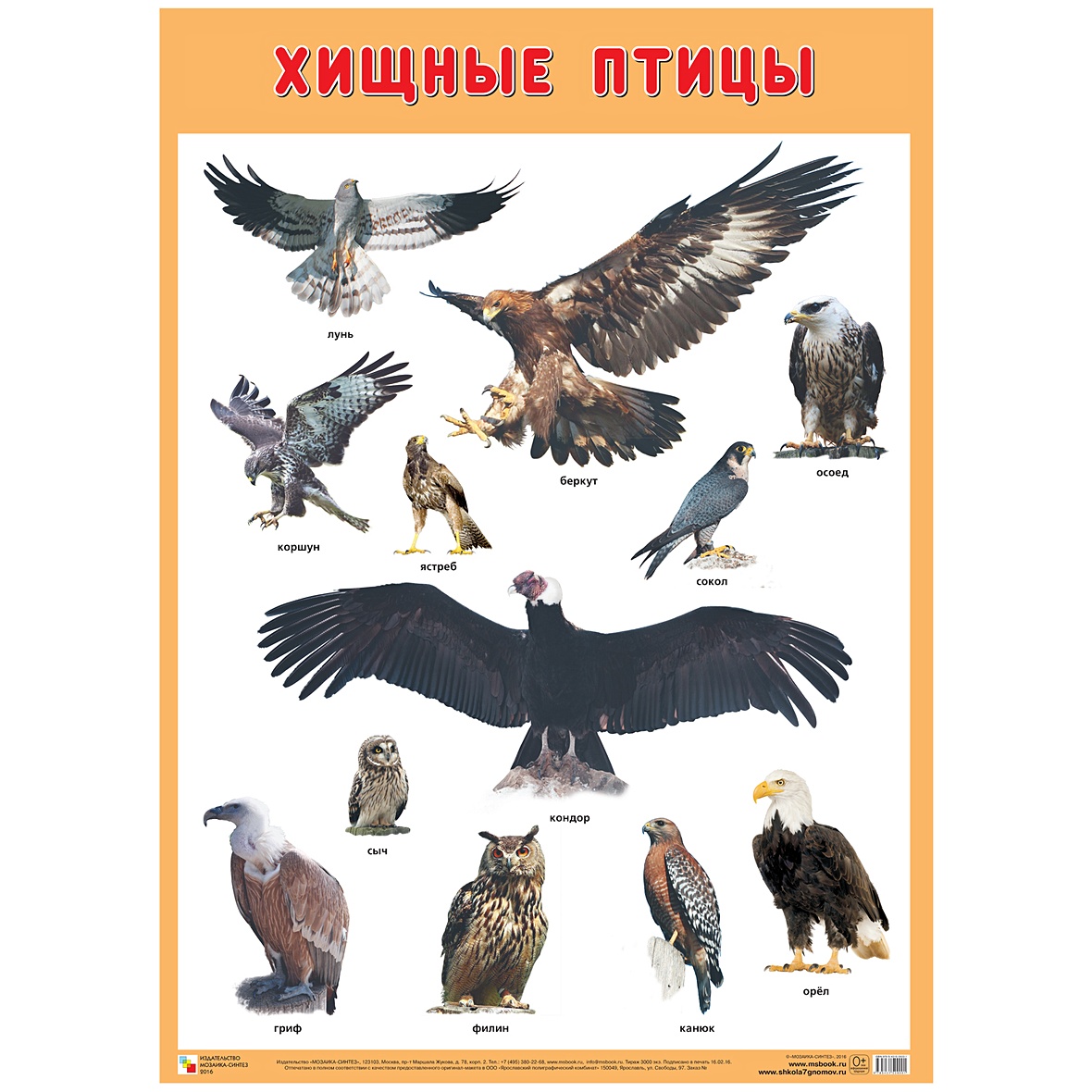 Хищные птицы книги