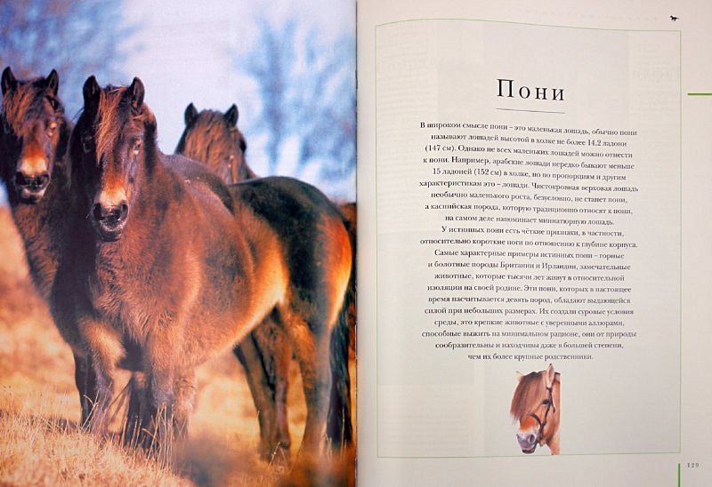 Книга Породы лошадей • Дрейпер Джудит – купить книгу по низкой цене, читатьотзывы в Book24.ru • АСТ • ISBN 978-5-17-063359-3, p550113