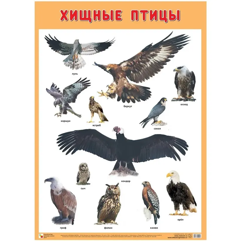 Хищные Птицы Фото С Названиями